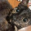 catwhire